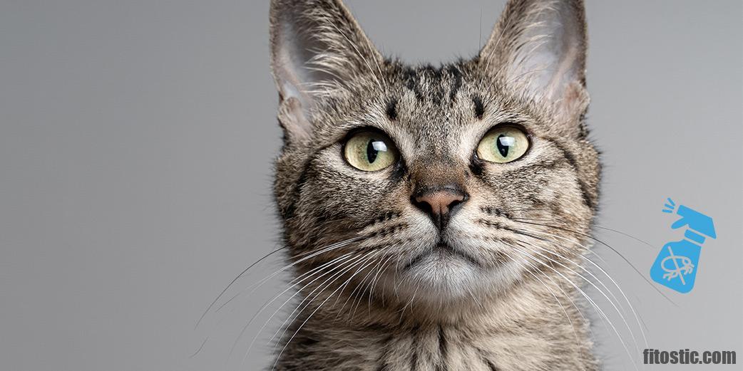 Comment Faire Pour Que Mon Chat Gratte Son Grattoir Fitostic Com Sport Mode Beaute Lifestyle Magazine Comment Faire Pour Que Mon Chat Gratte Son Grattoir Fitostic Com Sport Mode Beaute Lifestyle Magazine