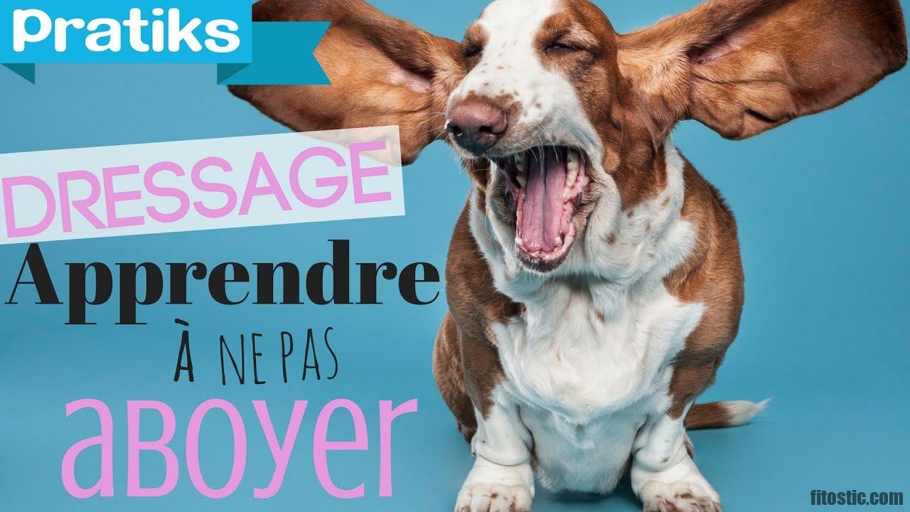 Comment faire pour qu'un chien dorme toute la nuit ?