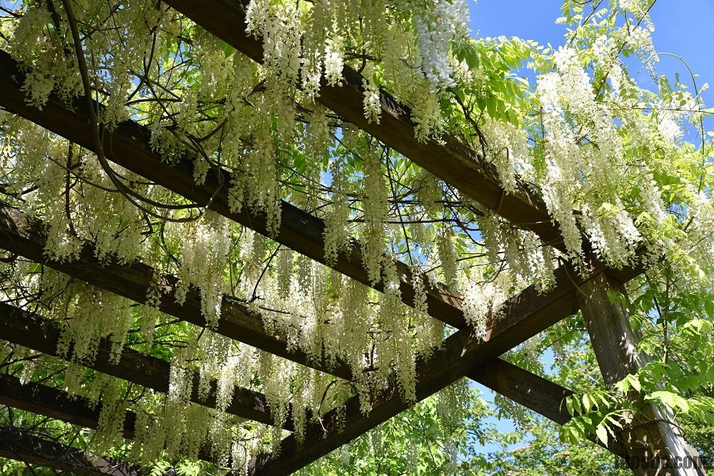 Comment faire pour stabiliser une plante ?