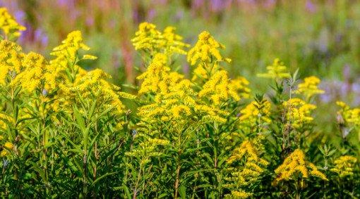 Comment faire une tisane de verge d'or ?