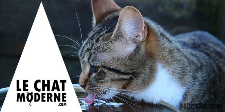 Comment hydrater un chat qui refuse de boire ?