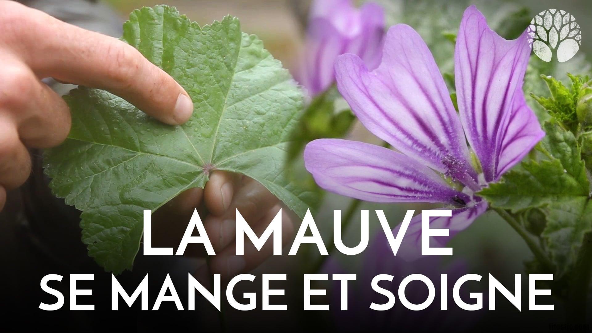 Comment manger de la mauve ?