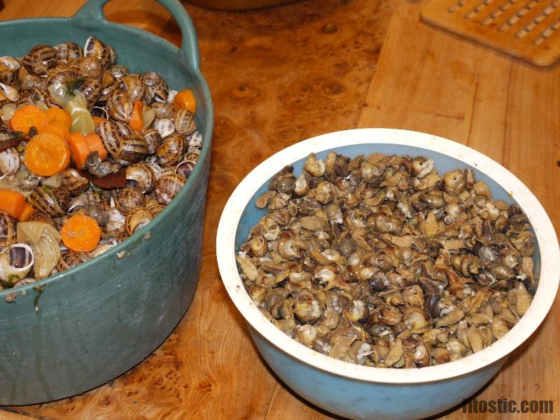 Comment mettre à jeûner les escargots ?