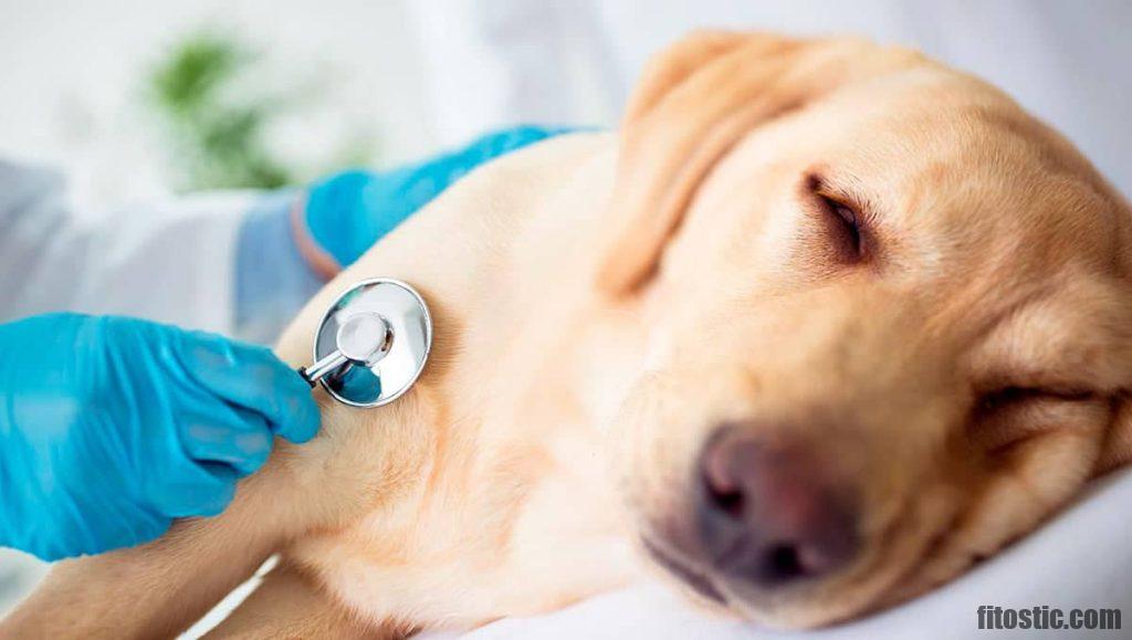 Comment meurt un chien en insuffisance cardiaque ?