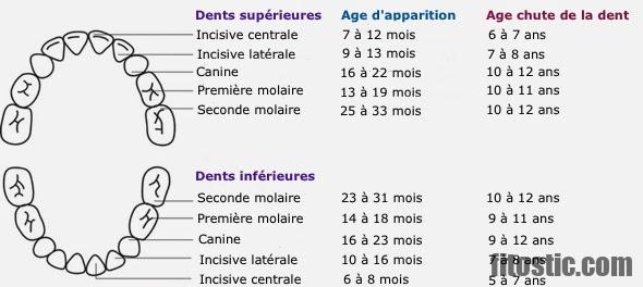 Comment ne pas perdre ses dents en vieillissant ?