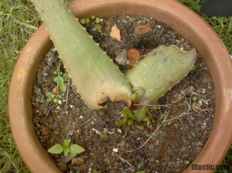 Comment planter une branche d'aloe vera cassée ?