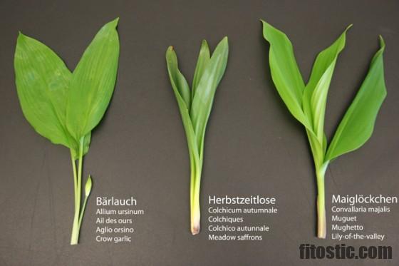 Comment prendre Colchicum autumnale ?