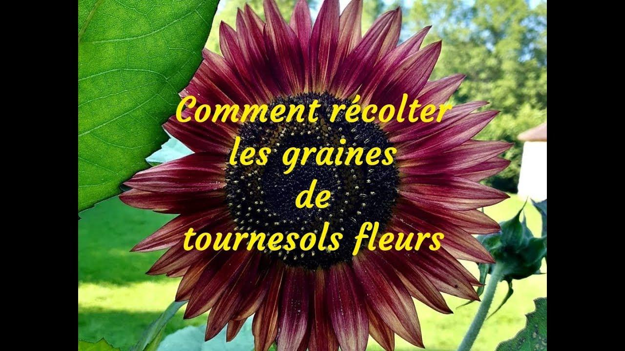 Comment prendre la graine de nigelle ?