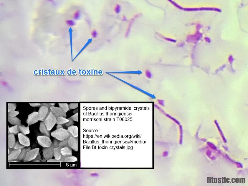 Comment prescrire un ECBU ?