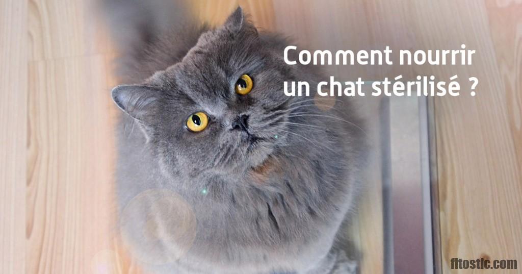 Comment rationner un chat stérilisé ?