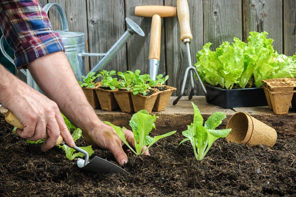 Comment récolter l'achillée ?