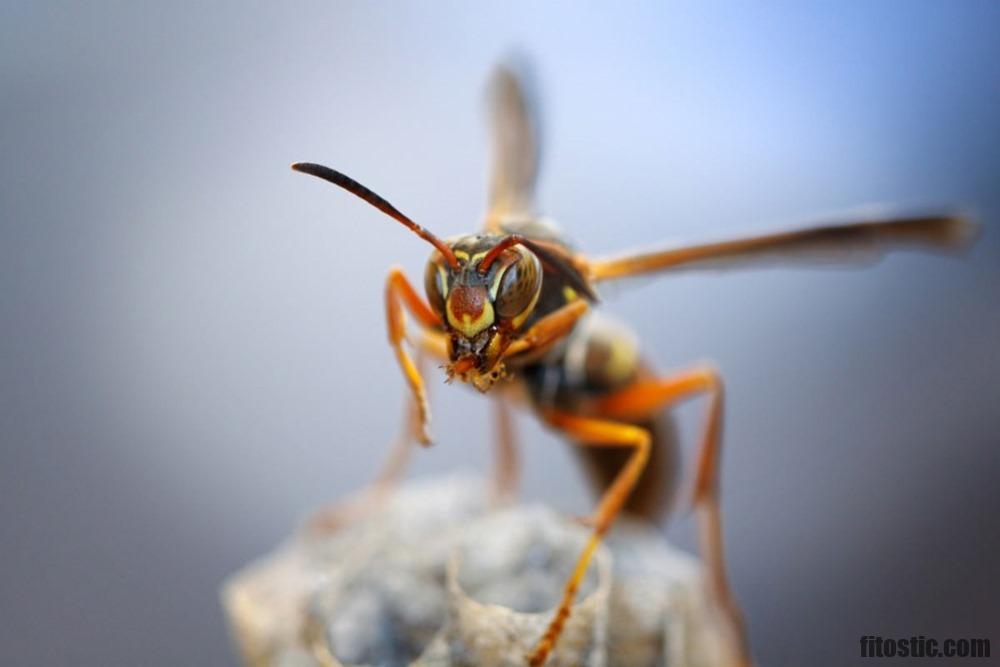 Comment reconnaître l'insecte qui nous a piqué ?