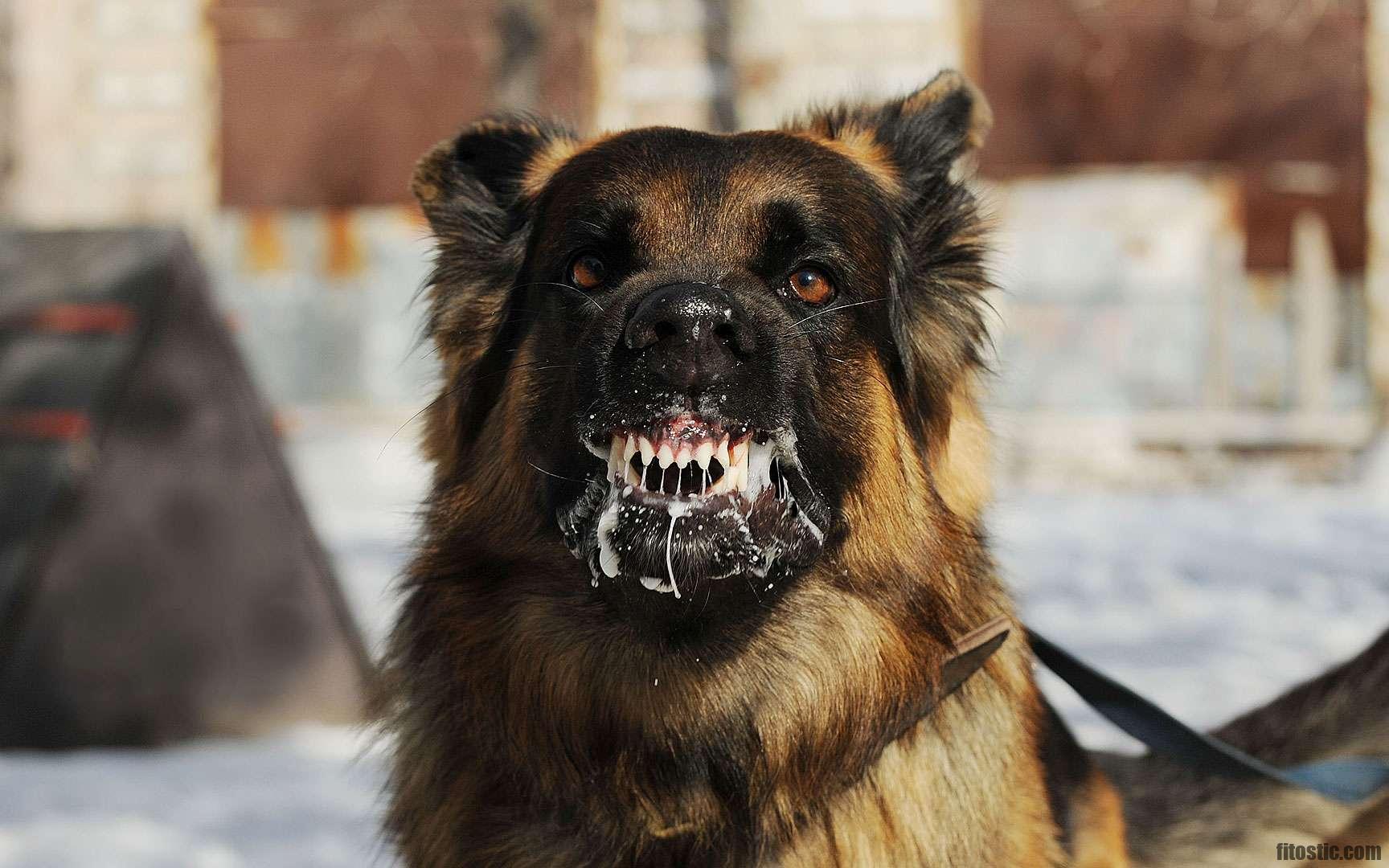 Comment reconnaître un animal qui a la rage ?