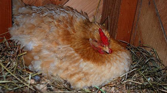 Comment reconnaître une poule malade d'une poule qui couve ?