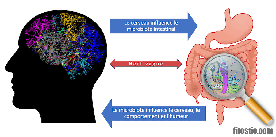 Comment restaurer la flore intestinale après antibiotiques ?