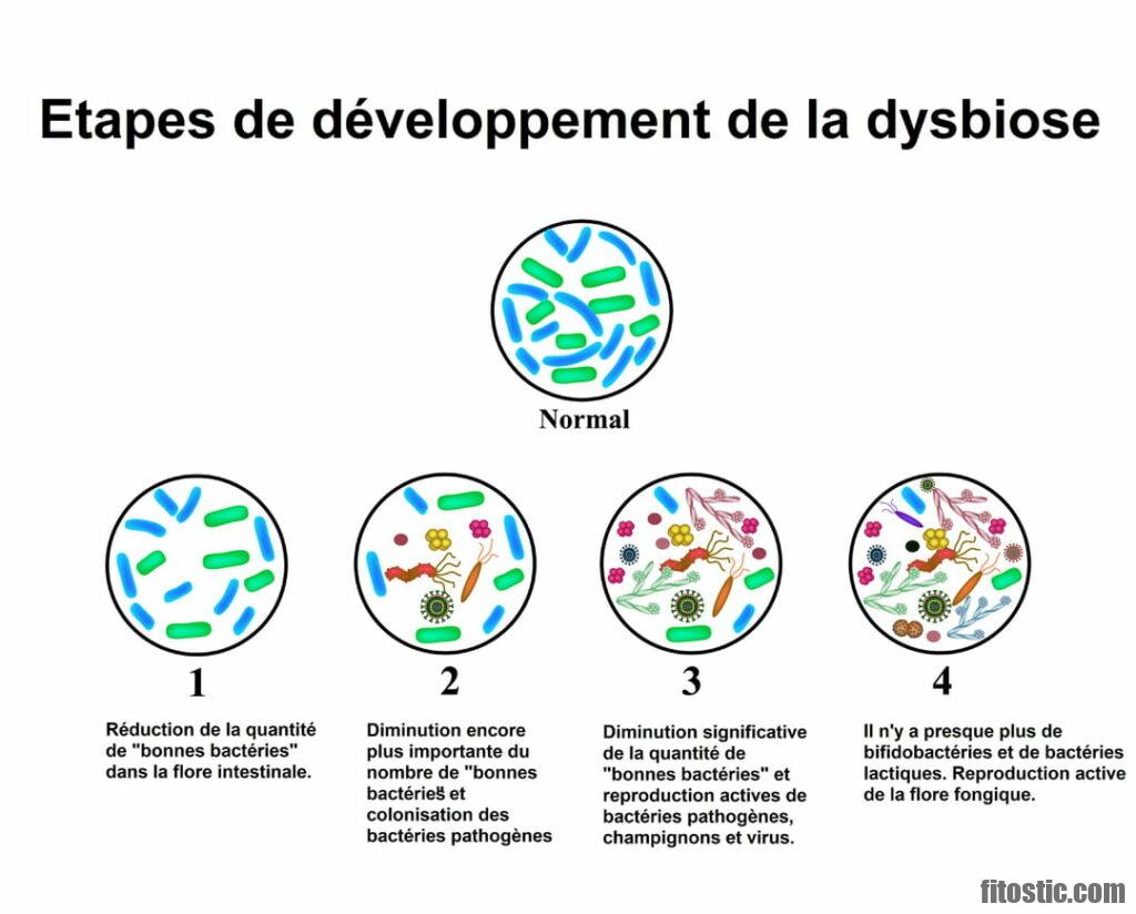 Comment Restaurer La Flore Intestinale Naturellement ? - Fitostic.com ...