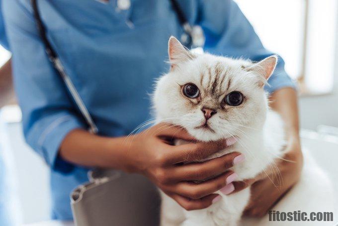 Comment savoir si il y a des puces dans le lit ?