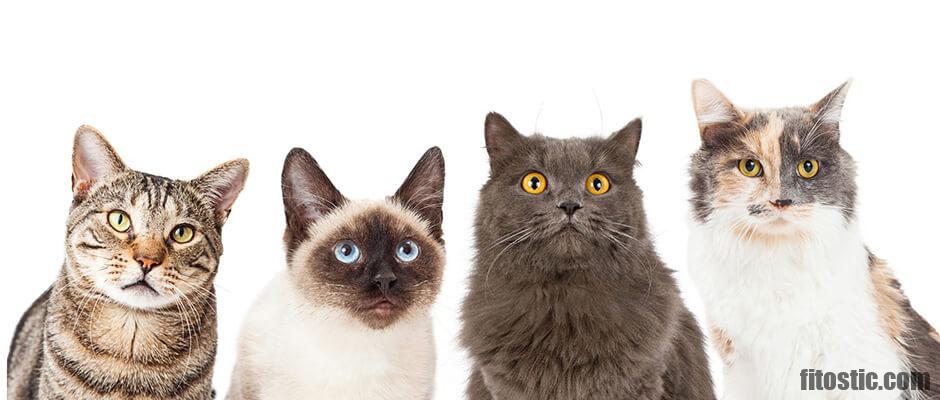 Comment Savoir Si Le Chat Est Pret A Saillir Fitostic Com Sport Mode Beaute Lifestyle Magazine Comment Savoir Si Le Chat Est Pret A Saillir Fitostic Com Sport Mode Beaute Lifestyle Magazine