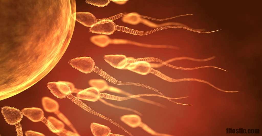 Comment savoir si l'ovule est fécondé ?