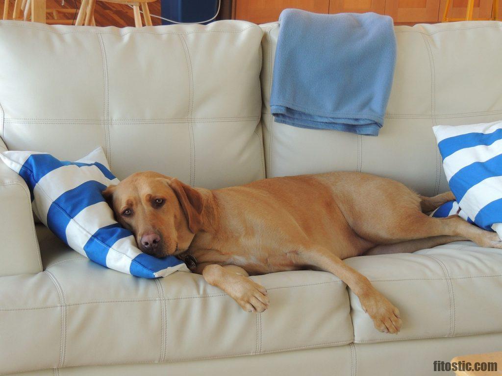 Comment Savoir Si Mon Chat A De La Fievre Sans Thermometre Fitostic Com Sport Mode Beaute Lifestyle Magazine Comment Savoir Si Mon Chat A De La Fievre Sans Thermometre Fitostic Com Sport Mode Beaute Lifestyle Magazine