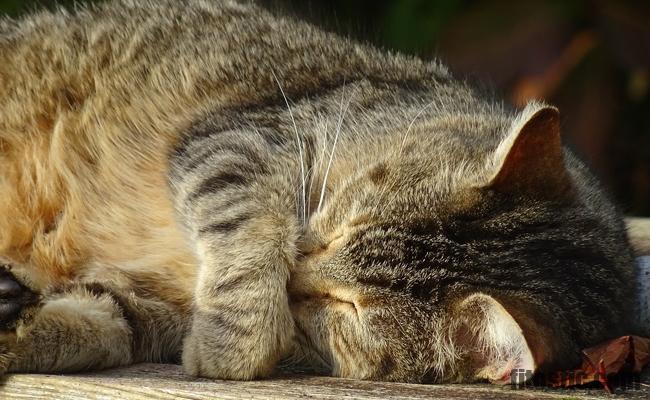 Comment Savoir Si Mon Chat A Froid Fitostic Com Sport Mode Beaute Lifestyle Magazine Comment Savoir Si Mon Chat A Froid Fitostic Com Sport Mode Beaute Lifestyle Magazine