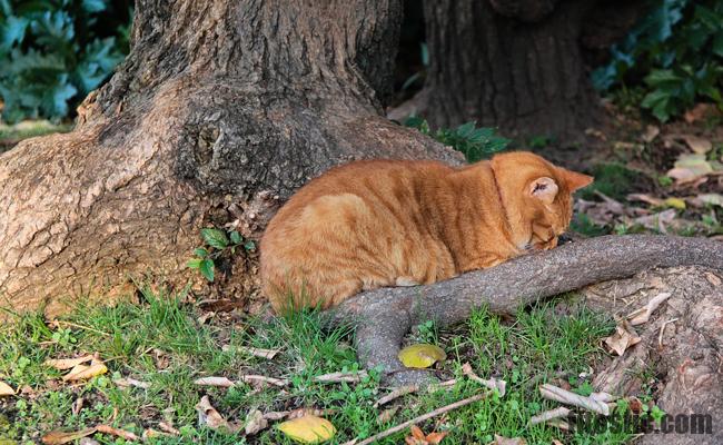 Comment savoir si mon chat a une boule de poil ?