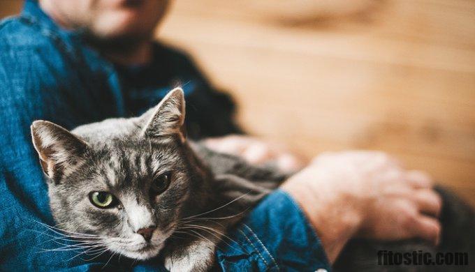 Comment Savoir Si Mon Chat A Une Laryngite Fitostic Com Sport Mode Beaute Lifestyle Magazine Comment Savoir Si Mon Chat A Une Laryngite Fitostic Com Sport Mode Beaute Lifestyle Magazine