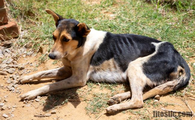 Comment savoir si mon chien est bipolaire ?