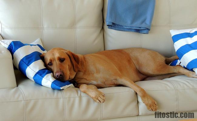 Comment Savoir Si Mon Chien Est Malade Truffe Fitostic Com Sport Mode Beaute Lifestyle Magazine Comment Savoir Si Mon Chien Est Malade Truffe Fitostic Com Sport Mode Beaute Lifestyle Magazine