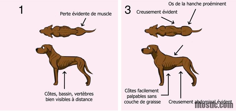 Comment savoir si mon chien est un staff ?