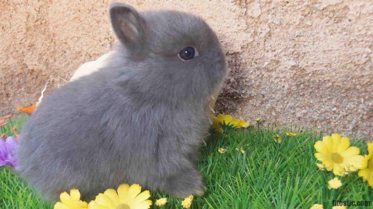 Comment savoir si mon lapin éternue ?