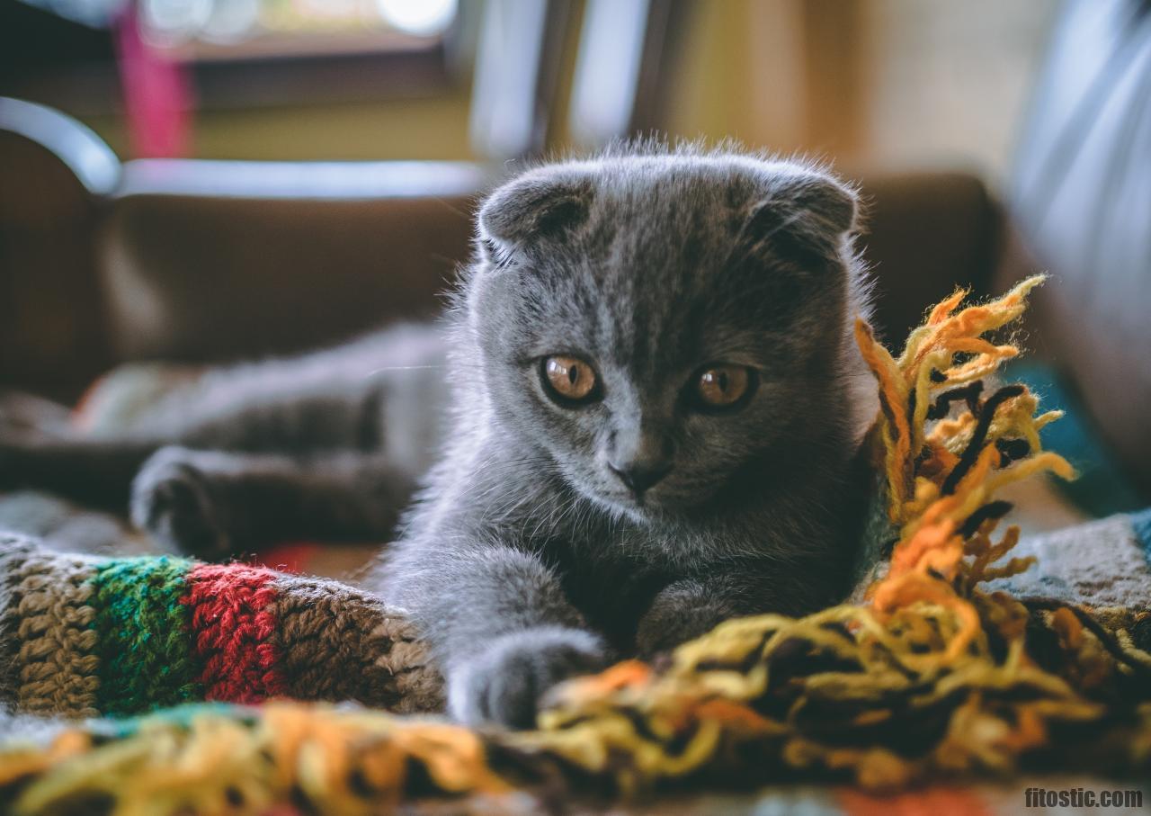 Tendances Inspirations Comment Faire Boire Un Chat Qui Ne Boit Pas De La Saison Fitostic Com Sport Mode Beaute Lifestyle Magazine Tendances Inspirations Comment Faire Boire Un Chat Qui Ne Boit Pas De La Saison Fitostic Com Sport Mode Beaute Lifestyle Magazine