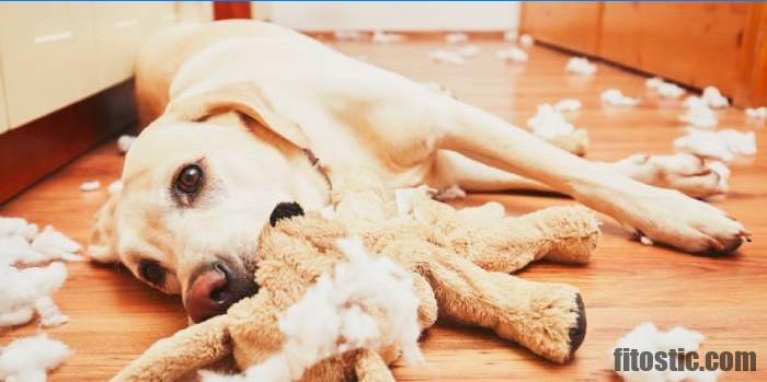 Comment savoir si un chien est stressé ?