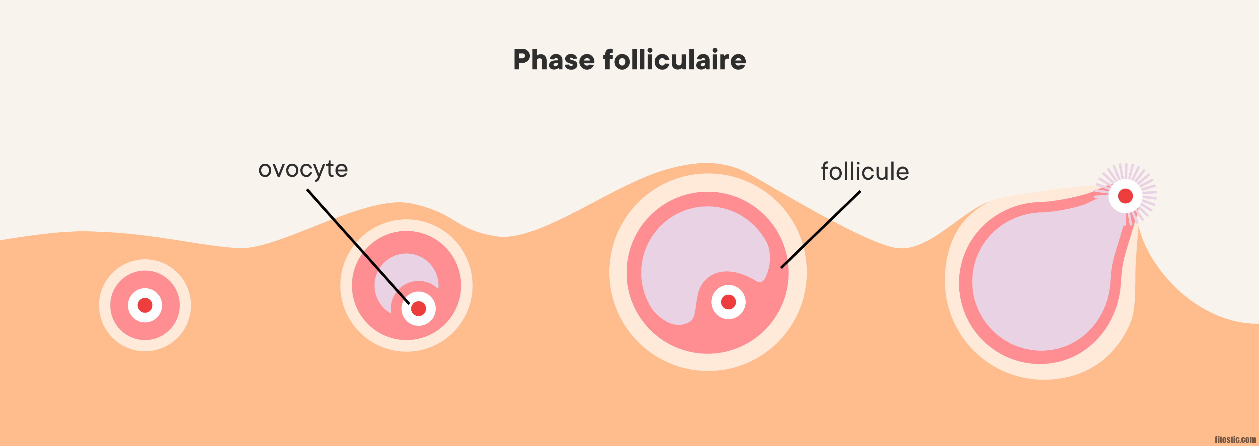 Comment savoir si un follicule contient un ovule ?