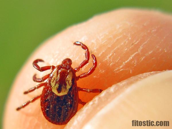 Comment savoir si une tique est porteuse de la maladie de Lyme ?