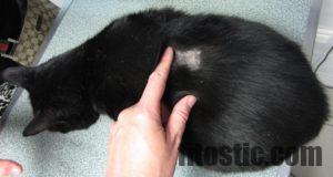 Comment Se Debarrasser De La Teigne Chat Fitostic Com Sport Mode Beaute Lifestyle Magazine Comment Se Debarrasser De La Teigne Chat Fitostic Com Sport Mode Beaute Lifestyle Magazine