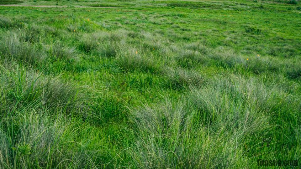 Comment se débarrasser de la teigne naturellement ?