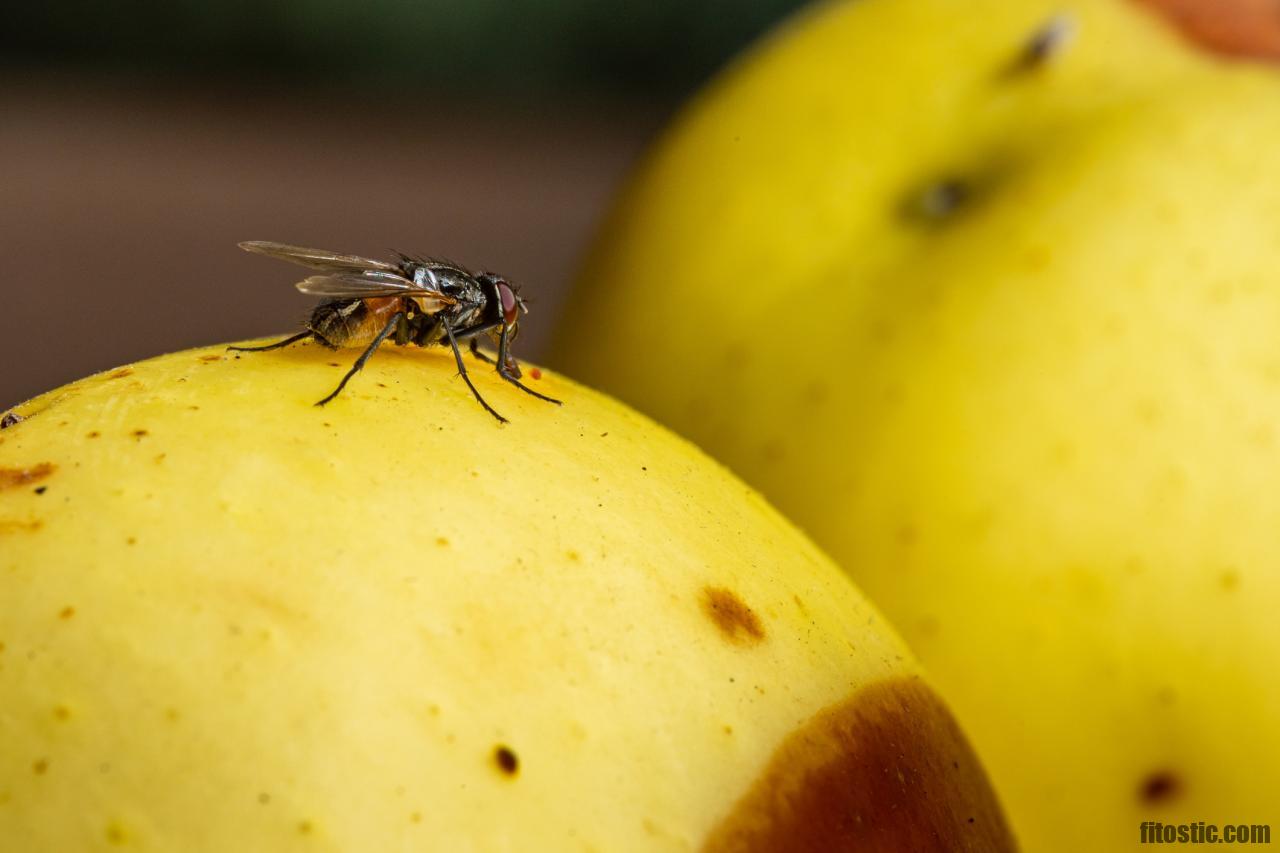 Comment se débarrasser des moucherons piqueurs ?