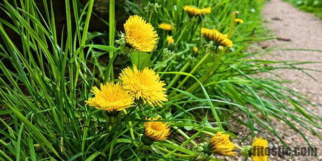 Comment se débarrasser d'une plante envahissante ?