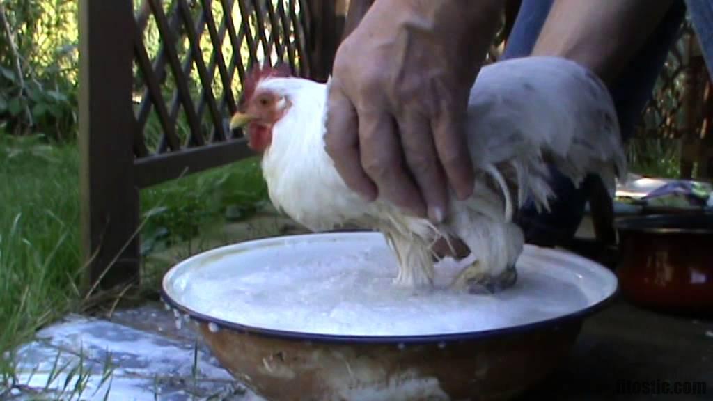 Comment Soigner La Patte De Ma Poule Fitostic Com Sport Mode Beaute Lifestyle Magazine Comment Soigner La Patte De Ma Poule Fitostic Com Sport Mode Beaute Lifestyle Magazine