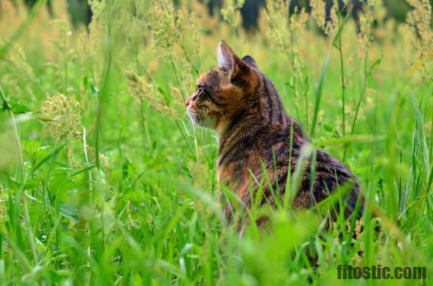 Comment soigner le prurit Cervico-facial chez le chat ?