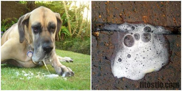 Comment Soigner Un Chien Qui Vomit De La Mousse Blanche Fitostic Com Sport Mode Beaute Lifestyle Magazine Comment Soigner Un Chien Qui Vomit De La Mousse Blanche Fitostic Com Sport Mode Beaute Lifestyle Magazine