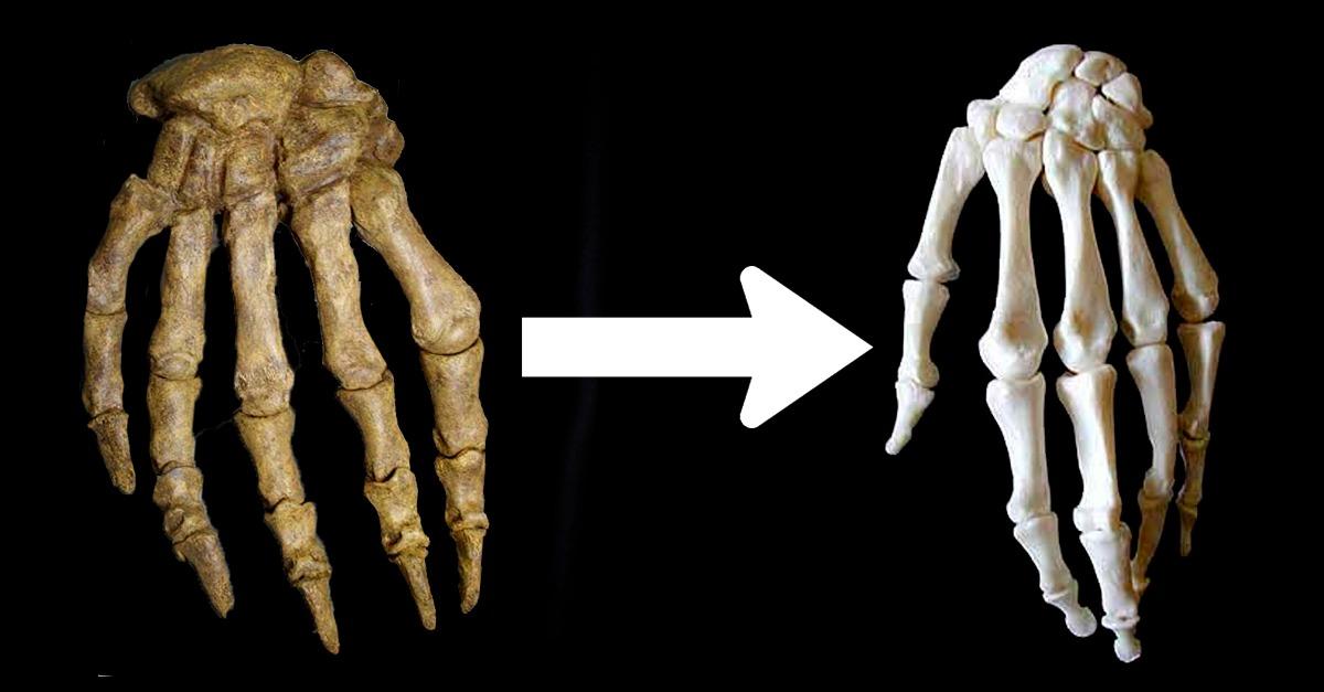 Comment sont formés les os ?