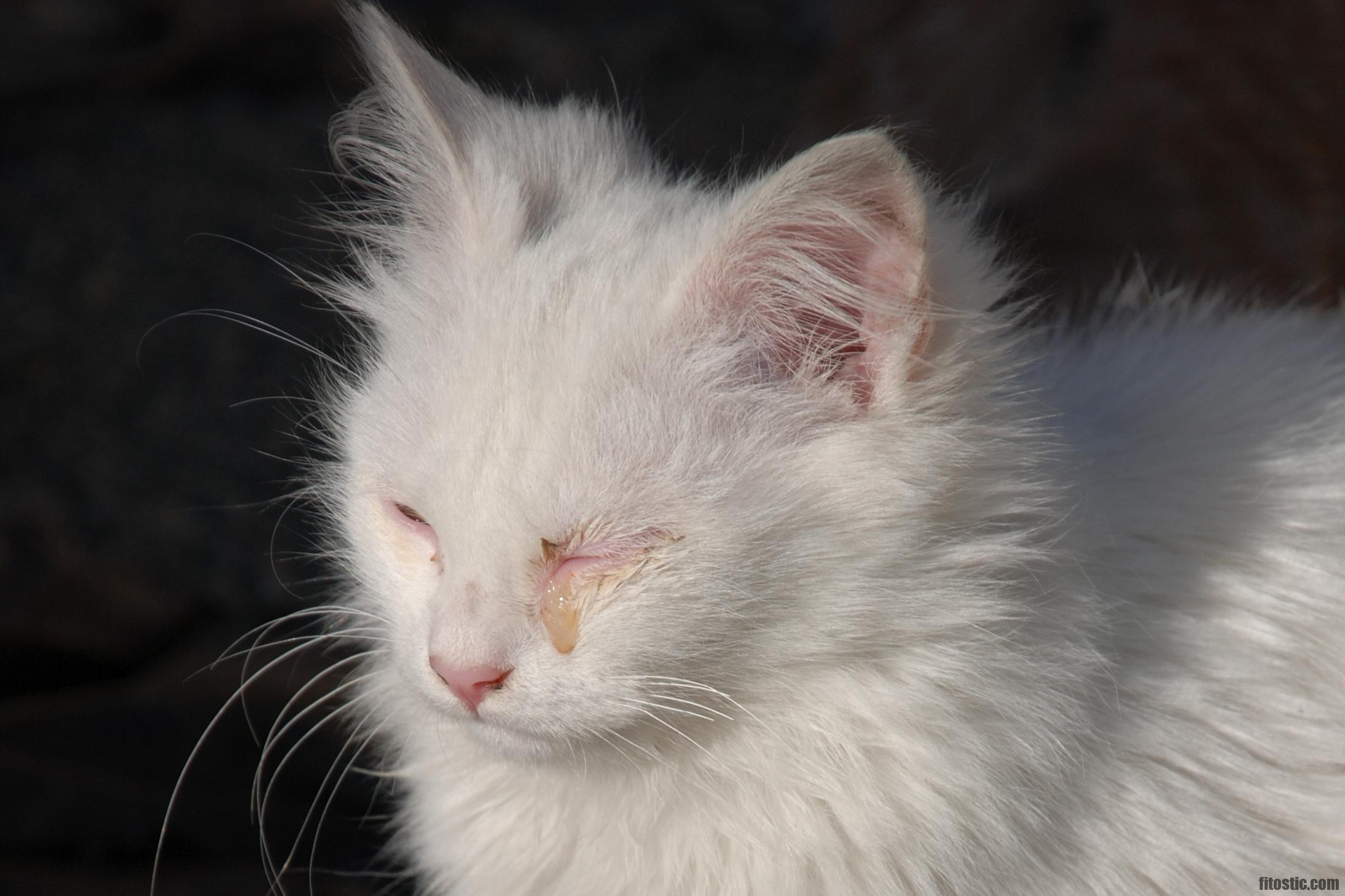 Comment sont les yeux d'un chat malade ?