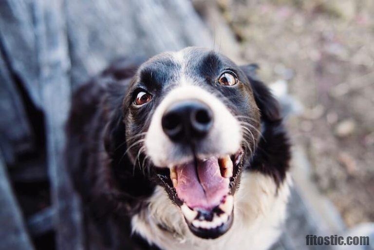 Comment soulager mon chien d'une gastrite ?