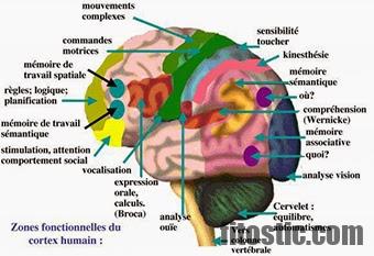 Comment stimuler ses fonctions cognitives ?