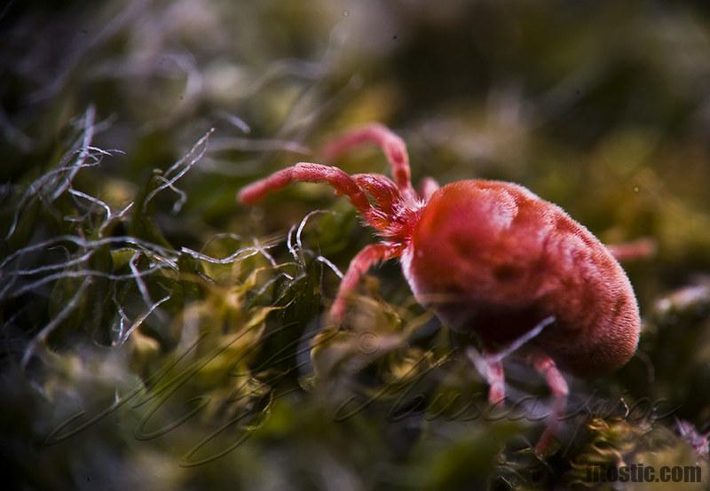 Comment stopper allergie acarien ?