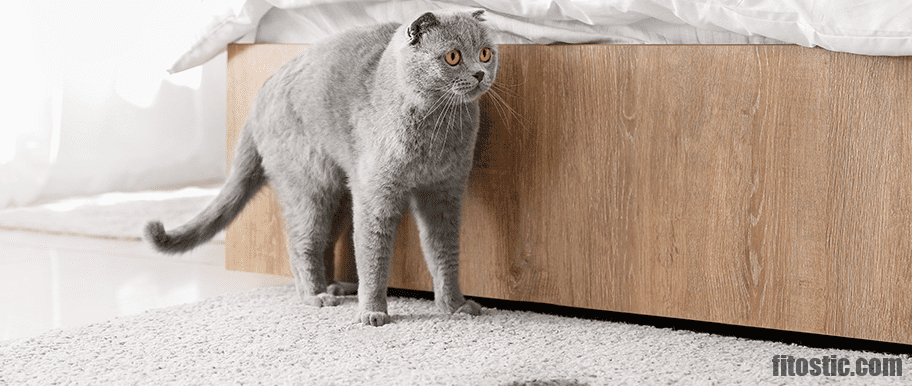 Comment stopper le marquage urinaire du chat ?