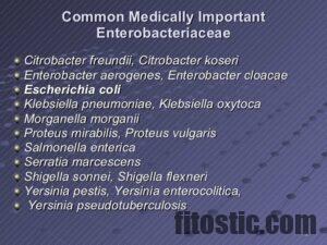 Comment traiter citrobacter Koseri ? - Fitostic.com - Sport, Mode, Beauté & lifestyle Magazine