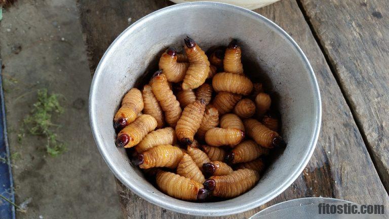 Comment tuer les vers blancs dans la cuisine ?